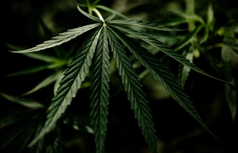 Marijuana